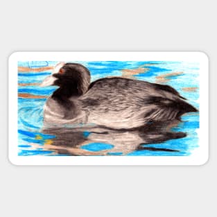 Coots are Cute Sticker